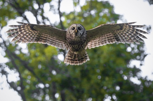 Barred Owl photographed in Maryland