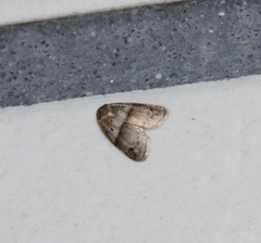 Stictane rectilinea chinesica