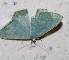 Thalassodes immissaria