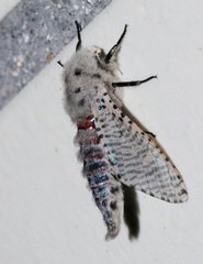 Polyphagozerra coffeae