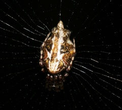 Cyclosa confusa