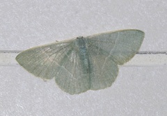 Pelagodes antiquadraria