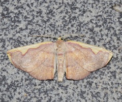 Nothomiza flavicosta