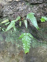 Woodwardia prolifera