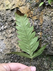 Woodwardia prolifera