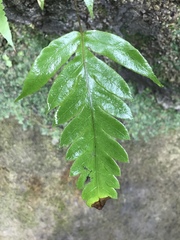 Woodwardia prolifera