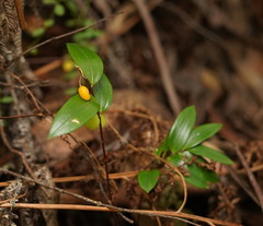 Drymophila moorei