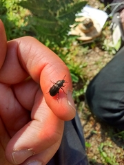 Lucanidae