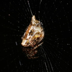 Cyclosa confusa