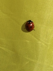 Coccinella septempunctata