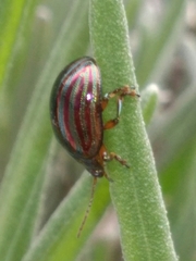 Chrysolina americana