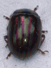 Chrysolina americana