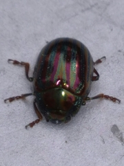 Chrysolina americana