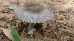 Amanita cheelii