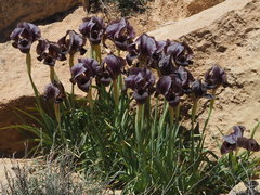 Iris petrana