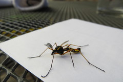 Ctenophora flaveolata