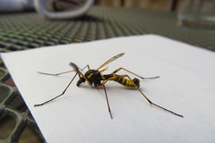 Ctenophora flaveolata