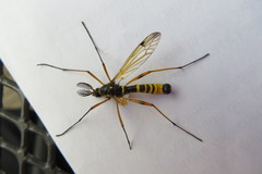 Ctenophora flaveolata