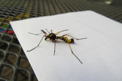 Ctenophora flaveolata