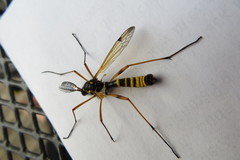 Ctenophora flaveolata