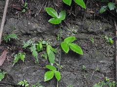 Tetrastigma hemsleyanum