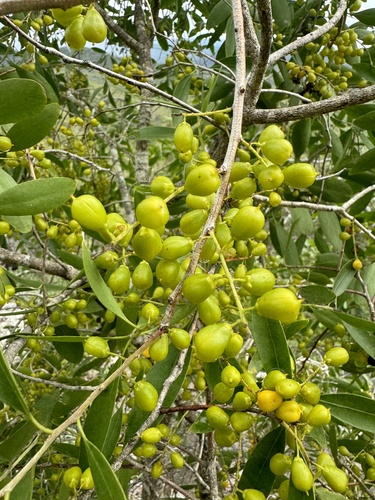 Denhamia disperma observed 2024-02-25