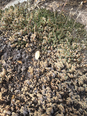 Selaginella hansenii