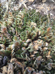 Selaginella hansenii
