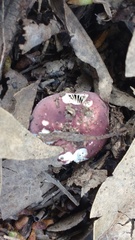 Russula lenkunya