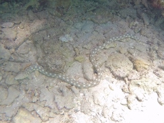 Myrichthys breviceps