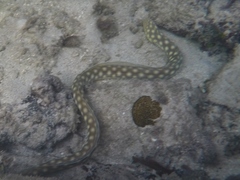 Myrichthys breviceps