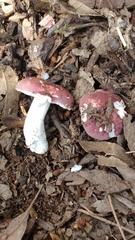 Russula lenkunya