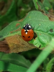 Coccinella septempunctata