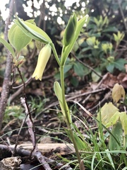 Uvularia puberula