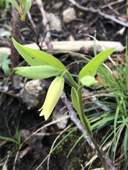 Uvularia puberula