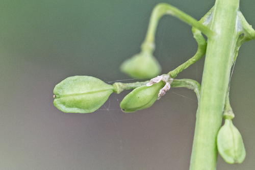 mummenhoffia alliacea