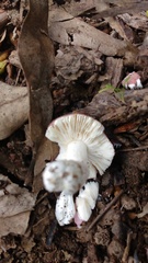 Russula lenkunya