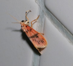 Miltochrista arcuata