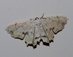 Dysaethria flavistriga