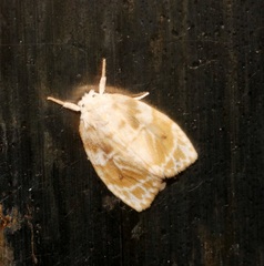 Schistophleps bipuncta