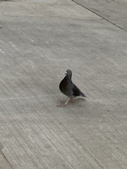Columba livia domestica