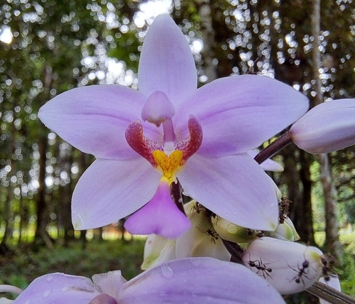 Philippine Ground Orchid