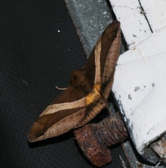 Bastilla fulvotaenia