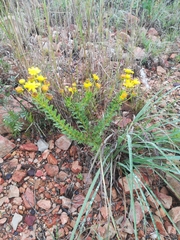 Euryops algoensis