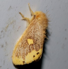 Euproctis quadrangularis