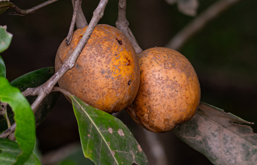 Atractocarpus fitzalanii