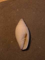 Pterygia
