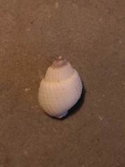 Nassarius conoidalis