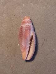 Mitra