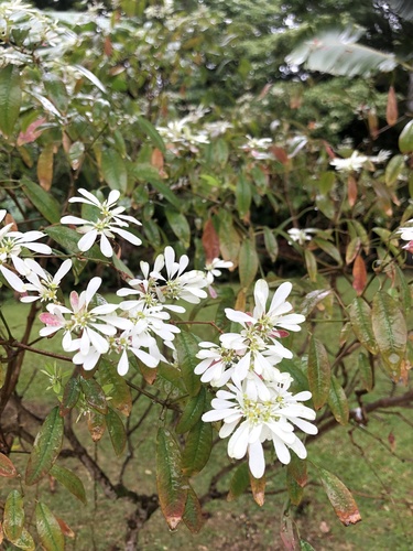 Foto de Leucena